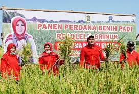 Rojolele Srinar-Srinuk Klaten Kantongi Hak Pengembangan Ekslusif