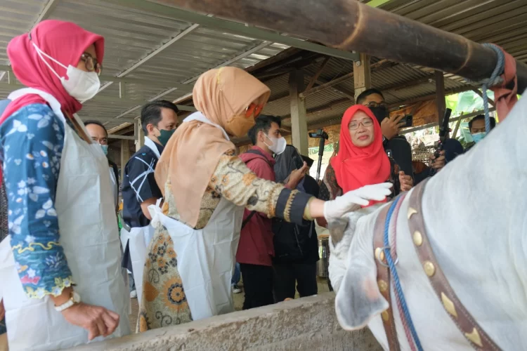 Pembukaan Pasar Hewan Di Tengah Merebaknya Kasus PMK Merupakan Tantangan Bagi Pemerintah Daerah