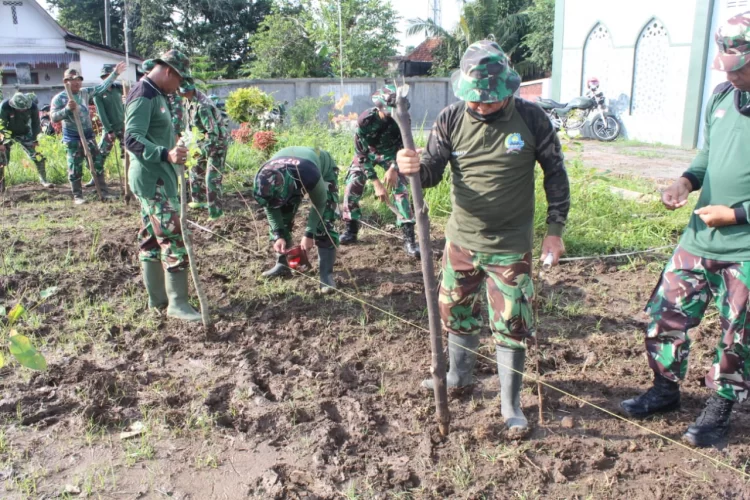 Kodim Klaten Tanam Jagung Di Lahan TNI AD Seluas 4.200 m²