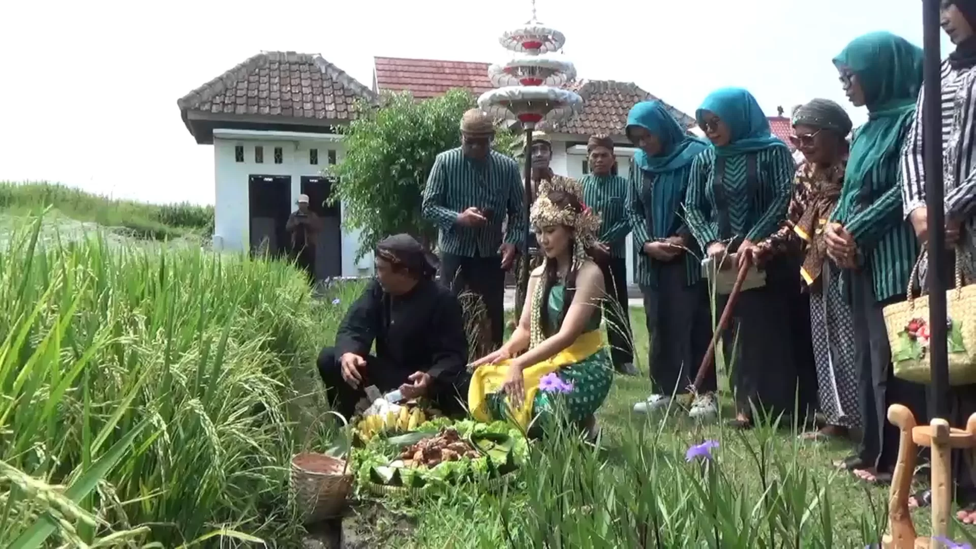 Jelang Masa Panen, Warga Desa Ponggok Gelar Tradisi Wiwitan